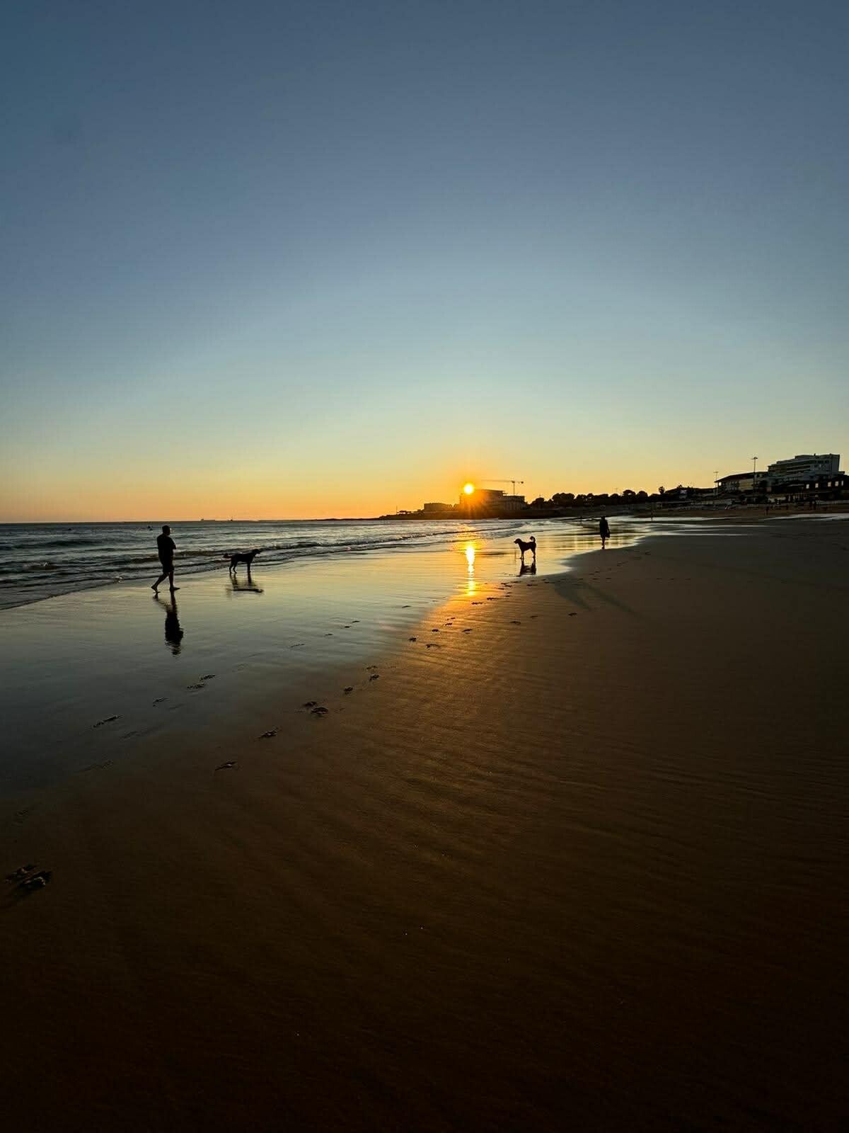 Beach sunset with dogs